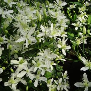 Clematis Paniculata