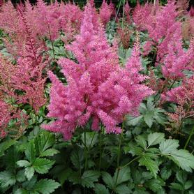 Astilbe japonica Rheinland
