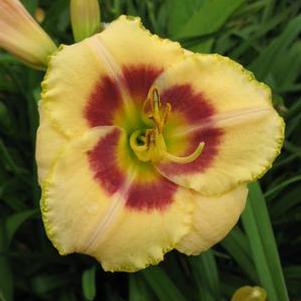 Hemerocallis Custard Candy