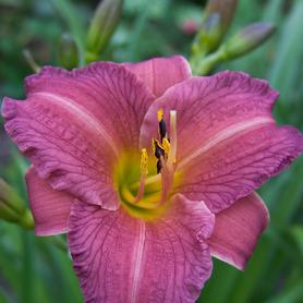 Hemerocallis Purple D'oro