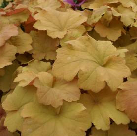 Heuchera Caramel