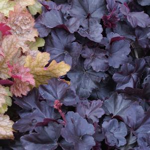 Heuchera Obsidian