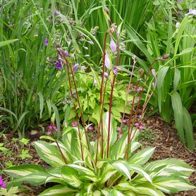 Hosta Cherry Berry