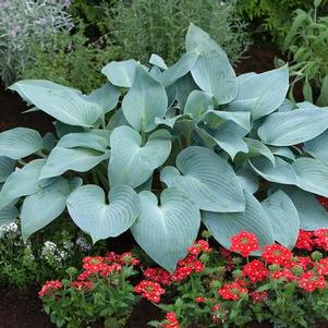 Hosta Halcyon