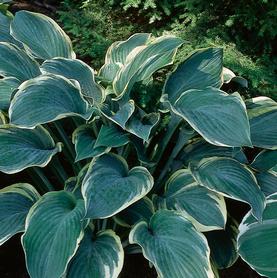 Hosta Regal Splendor