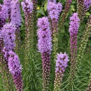 Liatris spicata 