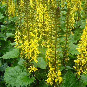Ligularia stenocephala The Rocket