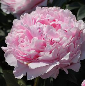 Peony Sarah Bernhardt