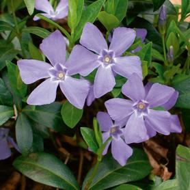 Vinca minor Bowles Variety