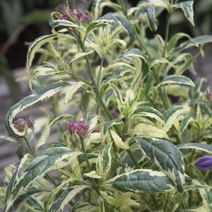 Eupatorium fortunei Pink Frost