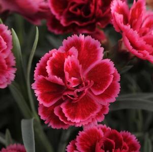 Border Carnation Dianthus Scent First® Coral Reef from Growing Colors
