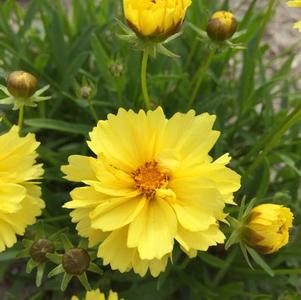 Coreopsis Leading Lady Charlize