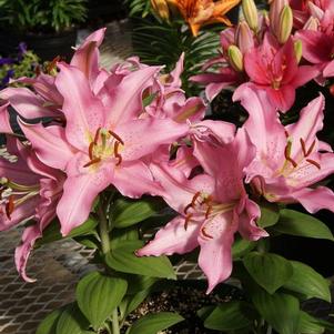 Lilies from Growing Colors