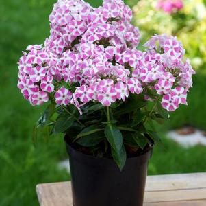 Phlox Bambini® Series paniculata Candy Crush