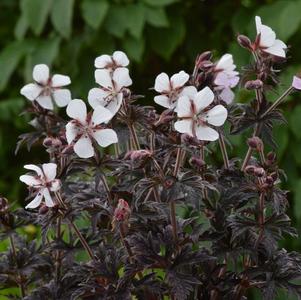 Geranium pratense Midnight Ghost