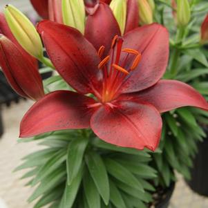 Lilium - Asiatic Pot Lily Looks™ Tiny Comfort