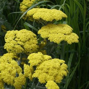 Achillea Moonshine