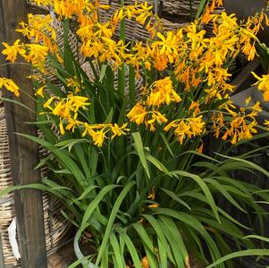 Crocosmia 'x George Davidson'
