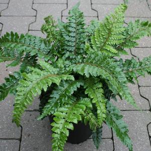 Polystichum polyblepharum