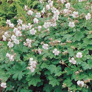 Geranium cantabrigiense 'Biokovo'
