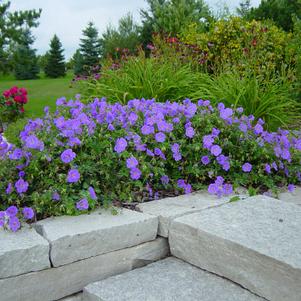 Geranium Rozanne