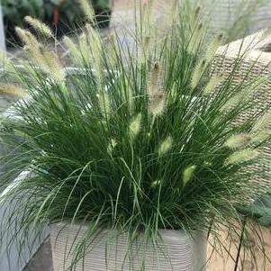 Pennisetum alopecuroides Hameln