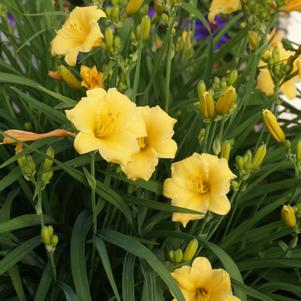 Hemerocallis Stella D'Oro