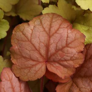 Heuchera Georgia Peach