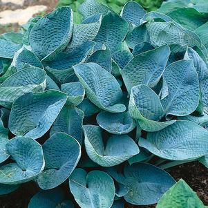 Hosta Big Daddy