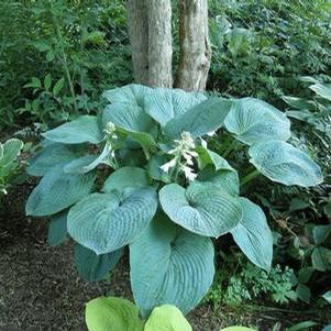 Hosta 'Blue Umbrellas'