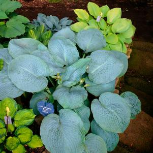 Hosta 'Powder Blue'