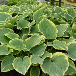 Hosta 'Sagae'
