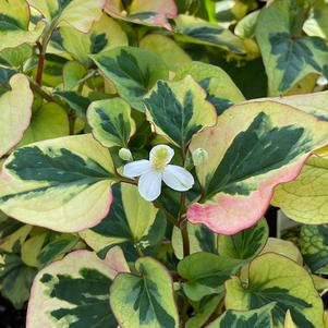 Houttuynia cordata 'Chameleon'