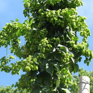 Humulus lupulus 'Nugget'