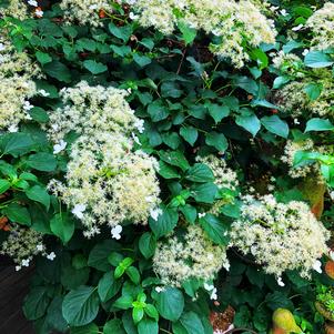 Hydrangea anomala subsp. petiolaris 