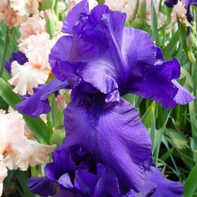 Iris germanica Breakers