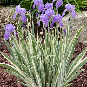Iris Zebra pallida 'Albo Variegata'