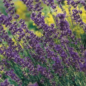 Lavandula angustifolia Munstead