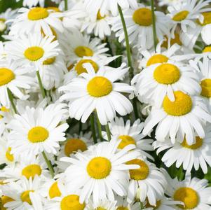 Leucanthemum superbum Snow Lady