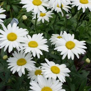 Leucanthemum superbum 'Becky'