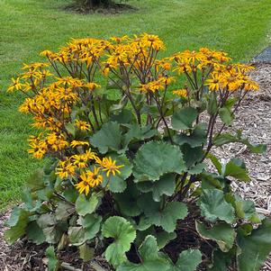 Ligularia dentata 'Desdemona'