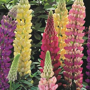 Lupinus 'Gallery Mix'