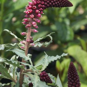 Lysimachia atropurpurea 'Beaujolais'