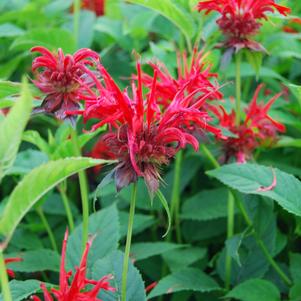Monarda didyma 'Jacob Cline'
