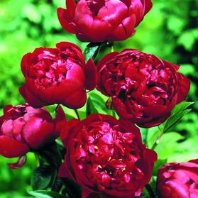 Peony 'Buckeye Belle'