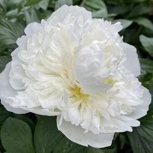 Peony 'Duchesse de Nemours'