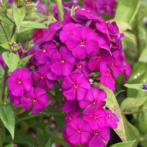 Phlox Tall Garden paniculata 'Nicky'