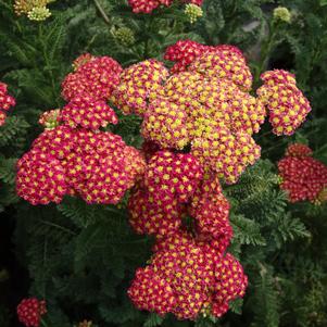 Achillea millefolium 'Strawberry Seduction'