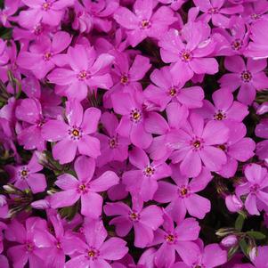 Phlox subulata 'Emerald Pink'