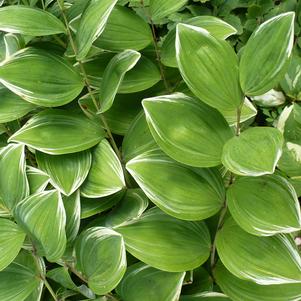 Polygonatum odoratum 'Varigatum'